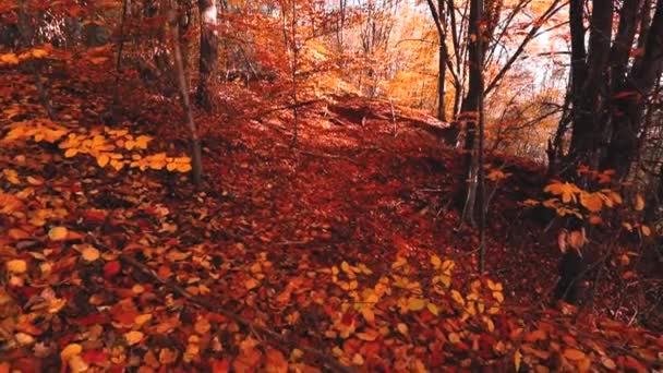 Bela Floresta Outono Parque — Vídeo de Stock