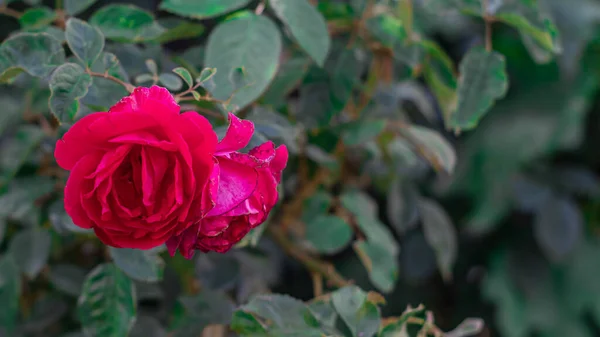 在绿色背景上的一朵美丽的红玫瑰的特写照片 — 图库照片