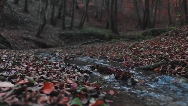 Parktaki Güzel Sonbahar Ormanı — Stok video