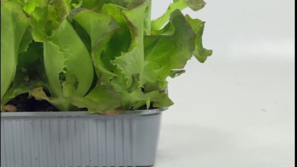 Hdの白い背景にプラスチック製の鍋にレタスの植物の閉鎖 — ストック動画