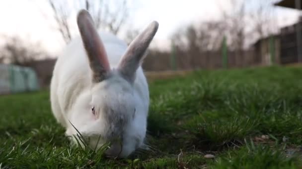 Trochę Słodkie Króliczek Wypas Zielony Trawa Zewnątrz — Wideo stockowe