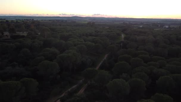 Aerial Shot Green Parks Forests Shot — Αρχείο Βίντεο