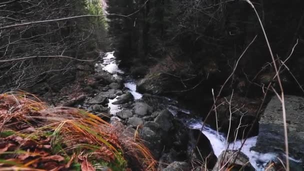 晴れた日には果てしなく続く森の中を流れる小川の絵のような景色 — ストック動画