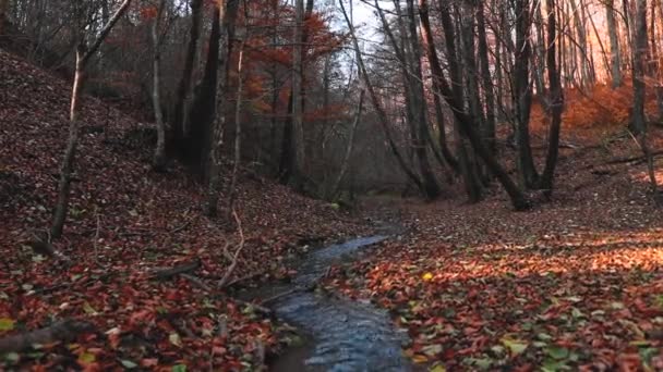 Krásný Podzimní Les Parku — Stock video