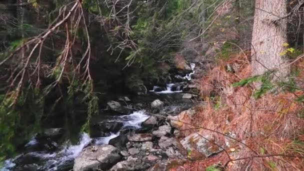 Malebný Pohled Potok Tekoucí Mezi Kameny Nekonečném Lese Slunečného Dne — Stock video