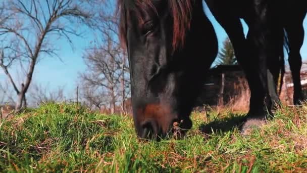 Detailní Záběr Černošky Krásný Kůň Pasoucí Louce Slunečný Den Výstřel — Stock video