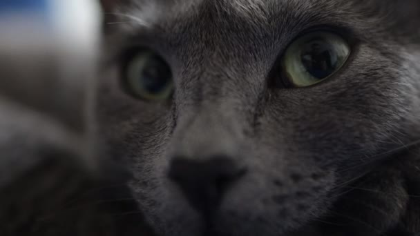 Petit Chat Gris Mignon Reposant Maison Vue Près — Video