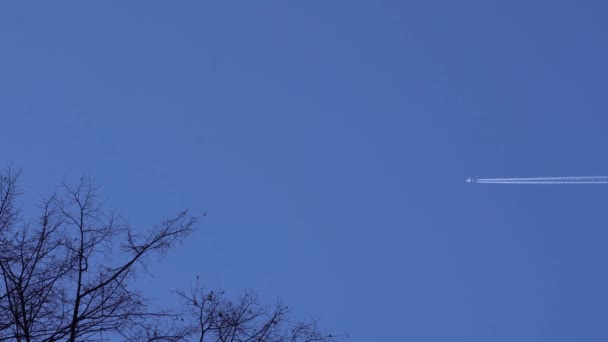 Avión Volador Dejando Senderos Cielo Azul Primer Plano Ramas Árboles — Vídeo de stock