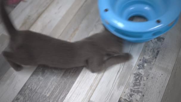 Imágenes Cerca Gato Esponjoso Jugando Suelo — Vídeo de stock