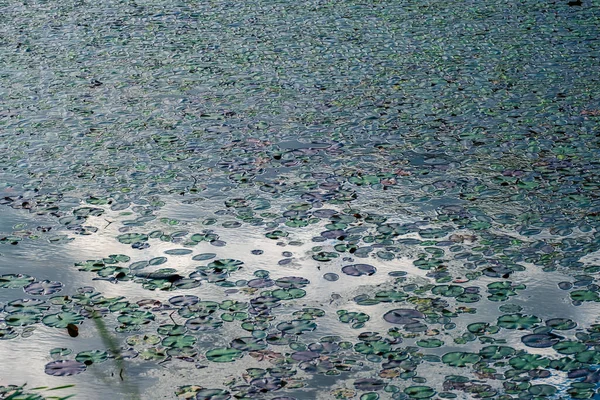 Широкоугольный Снимок Озера Покрытого Нимфоидными Листьями Напоминающими Рисованное Искусство — стоковое фото