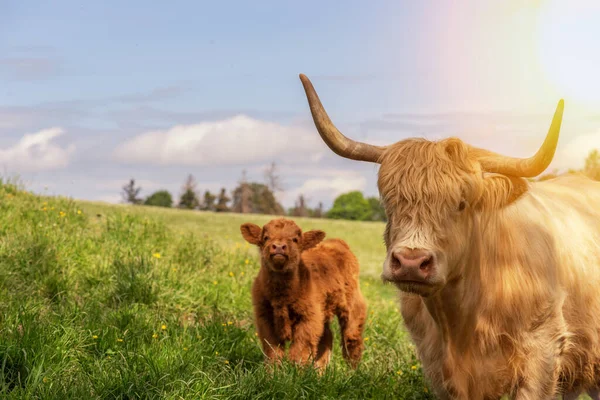 一只棕色的高地牛和它可爱的小牛犊在牧场里看着摄像机 — 图库照片