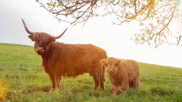 Gado Das Terras Altas Marrom Seu Bezerro Bonito Pasto — Fotografia de Stock