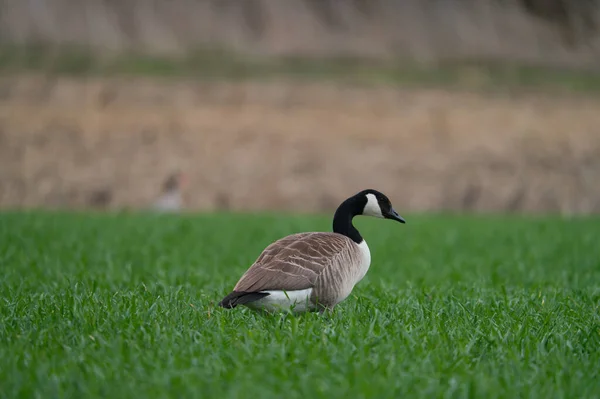 Een Canadese Gans Lopend Een Groene Weide — Stockfoto