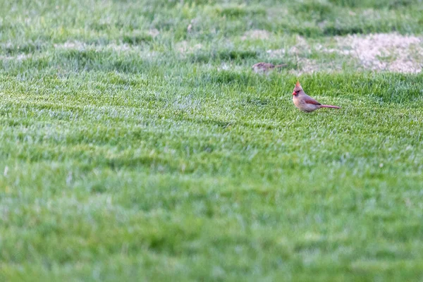 Een Close Shot Van Een Vogeltje Het Gras — Stockfoto