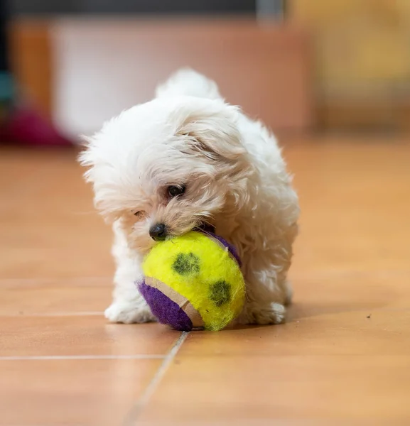 Nahaufnahme Eines Entzückenden Flauschigen Haushundes Der Hause Mit Einem Ball — Stockfoto