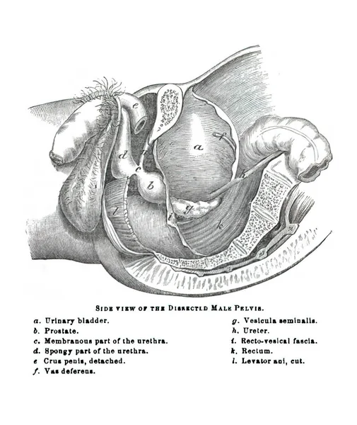 Uma Ilustração Livro Didático Século Xix Explicando Anatomia Humana — Fotografia de Stock