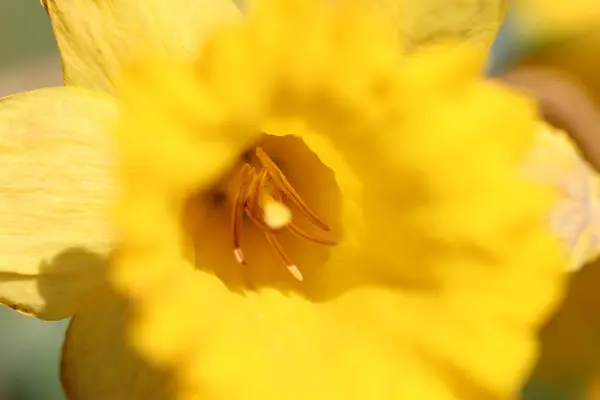 Tiro Close Cabeça Lindo Narciso Amarelo — Fotografia de Stock