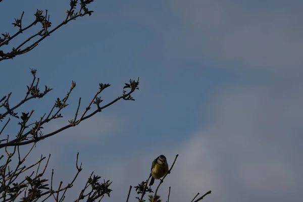 Petit Oiseau Perché Sur Des Branches Arbres Dans Ciel Bleu — Photo