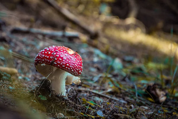 Tiro Seletivo Foco Cogumelo Agárico Mosca Vermelha — Fotografia de Stock