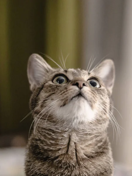 灰色の縞模様のかわいい猫のクローズアップショット — ストック写真
