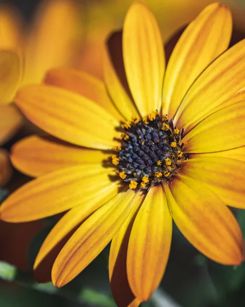 Disparo Vertical Girasol Amarillo — Foto de Stock