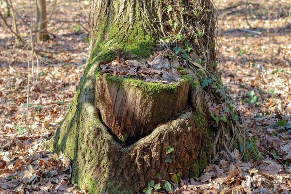 Forêt Bojcin Dans Région Belgrade Aire Repos Populaire Week End — Photo