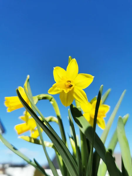 Pionowe Ujęcie Żółtych Narcyzów Kwiaty Błękitnym Tle Nieba — Zdjęcie stockowe