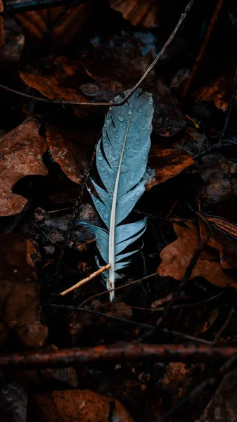 在干枯落叶上的一缕羽毛的特写镜头 — 图库照片