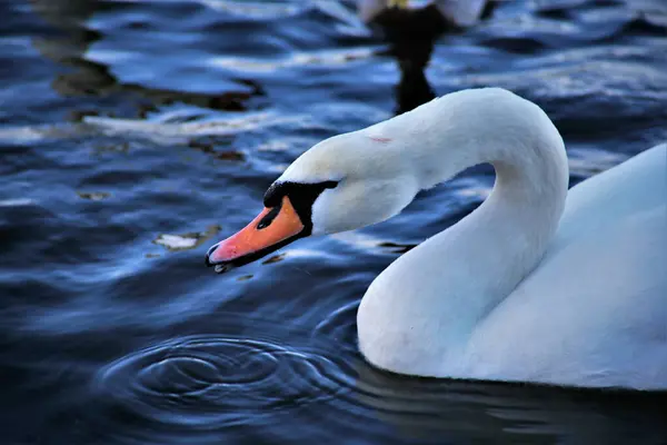 Detailní Záběr Krásné Labutě Vodě Venku — Stock fotografie