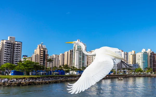 Uma Grande Torre Branca Voando Contra Cidade Florianópolis Brasil — Fotografia de Stock