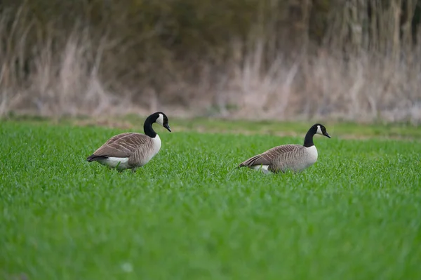 Two Canadian Geese Walking Meadow — Stock Photo, Image