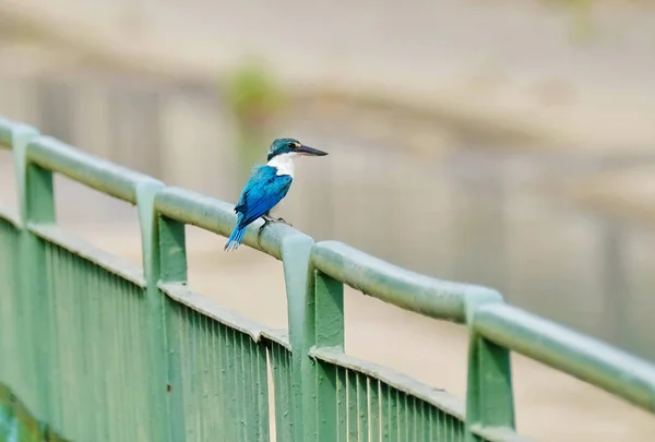 Egy Aranyos Kék Kismadár Közelsége Egy Zöld Fém Kerítésen Kilátással — Stock Fotó