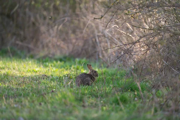 Petit Lapin Brun Sur Champ — Photo