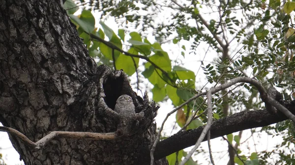 Tiro Ángulo Bajo Pequeño Búho Agujero Tronco Árbol — Foto de Stock