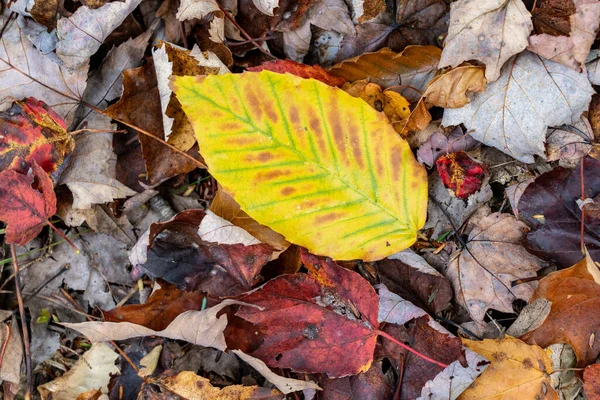 Een Oppere Uitzicht Van Een Gevallen Gele Vel Grond — Stockfoto