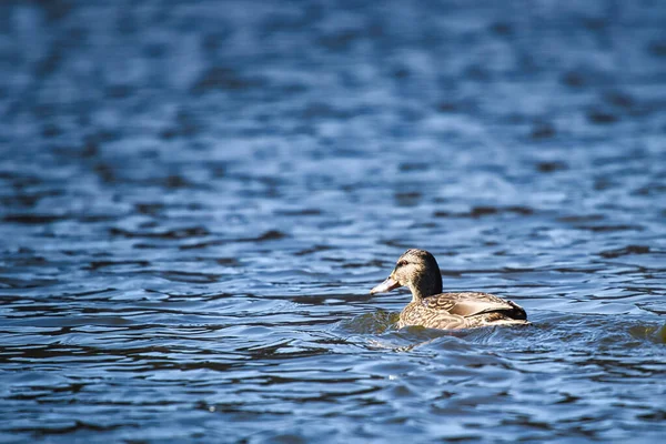 Eine Ente Schwimmt Einem Blauen See — Stockfoto