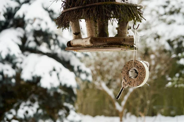 Long Tail Tit Bird Birdfeeder Winter — Stock fotografie