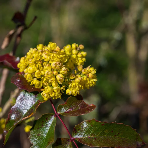 Primer Plano Hermosas Bayas Amarillas Mahonia Rastrera Hojas Sobre Fondo — Foto de Stock