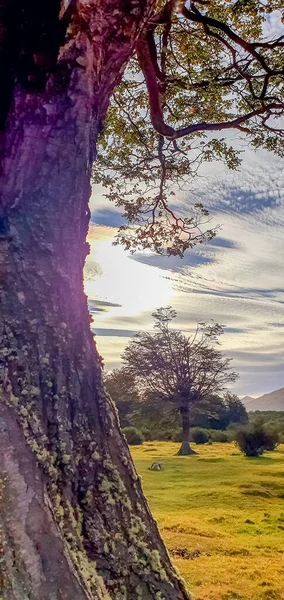 나무의 아름다운 — 스톡 사진