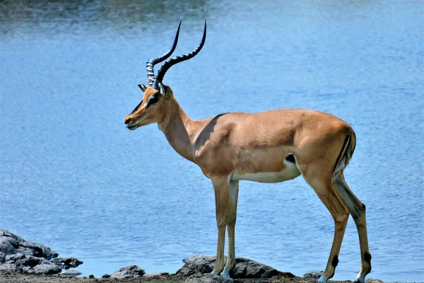 Impala Baía Buraco Água Namíbia África — Fotografia de Stock