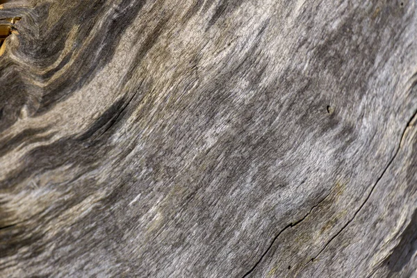 Tiro Close Uma Textura Tronco Árvore — Fotografia de Stock