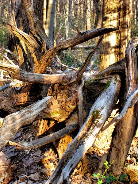 Una Colección Extremidades Retorcidas Base Del Árbol Bosque Del Norte —  Fotos de Stock