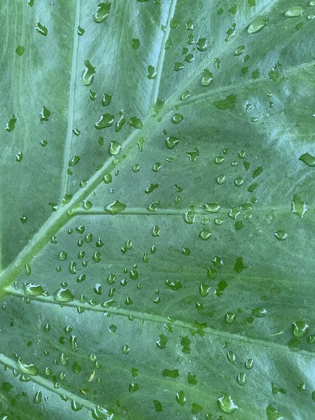 Egy Függőleges Esőcsepp Egy Zöld Levélen — Stock Fotó