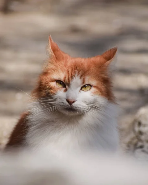 Egy Függőleges Lövés Egy Piros Fehér Aranyos Macska — Stock Fotó