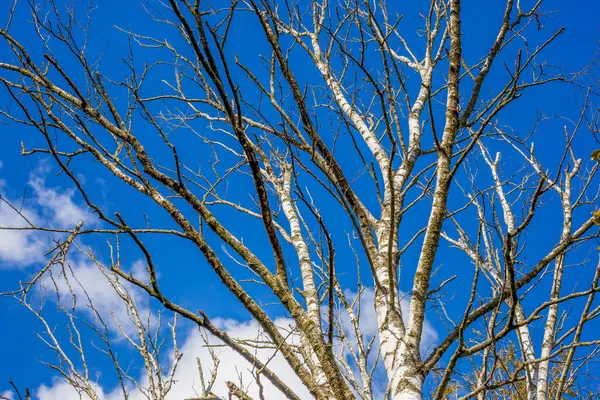 하늘에 나뭇가지를 클로즈업 — 스톡 사진
