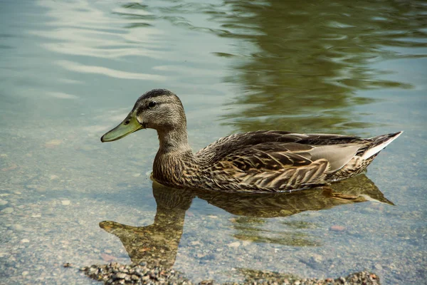 Mallard 或蓝色是一种Anatidae科的线形鸟类 它是一种非常常见的表面鸭 在北半球很普遍 — 图库照片