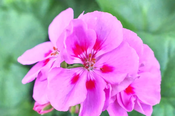 Närbild Skott Lila Pelargon Blommor Trädgård — Stockfoto