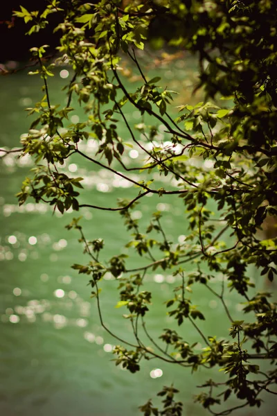 Vertical Shot Bloomed Tree Branches Blurred Background — Stock Photo, Image