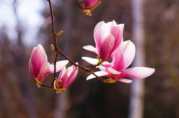 Magnolie Popularnym Parkiem Drzewem Ogrodowym Kwiat Jest Obfity Pojawia Się — Zdjęcie stockowe