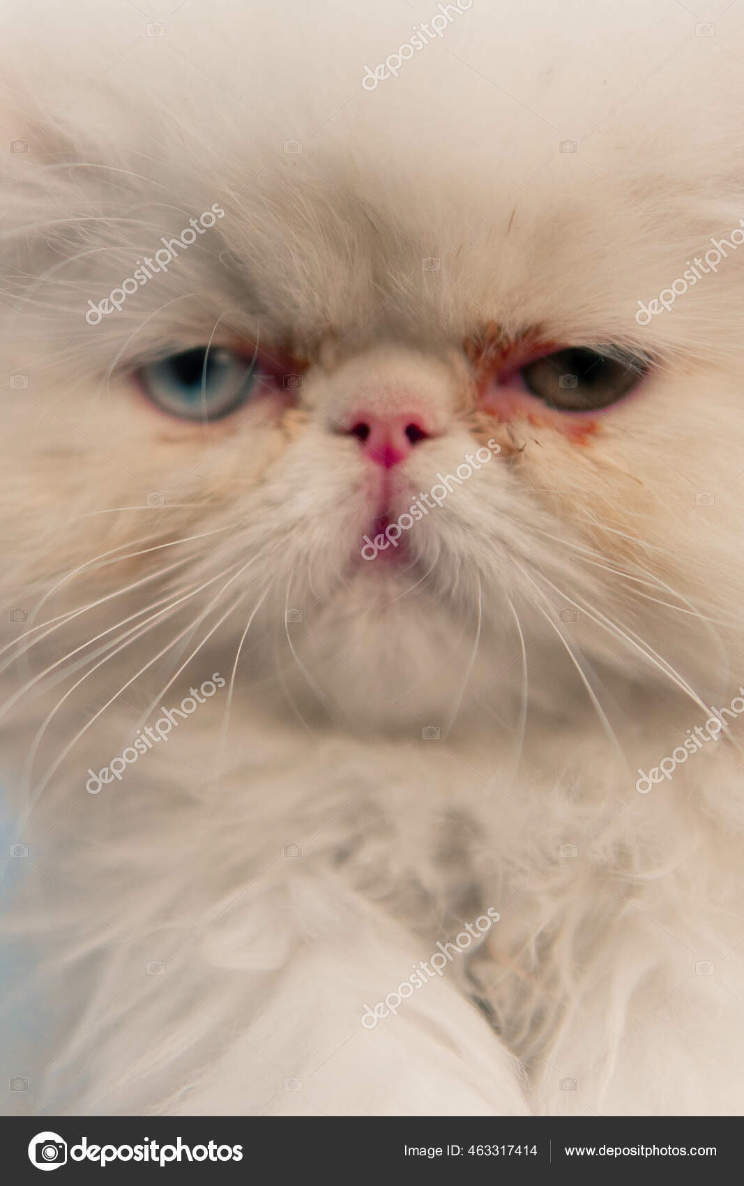 Vertikalt Bilde Søt Hvit Persisk Katt Med Blå Grønne Øyne – stockfoto ©  Wirestock #463317414, image size:1067x1700